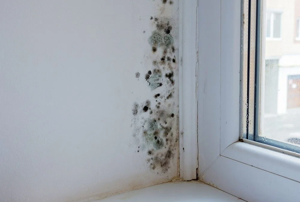 Condensation & Mould Treatment